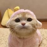 Sofía Galarza avatar